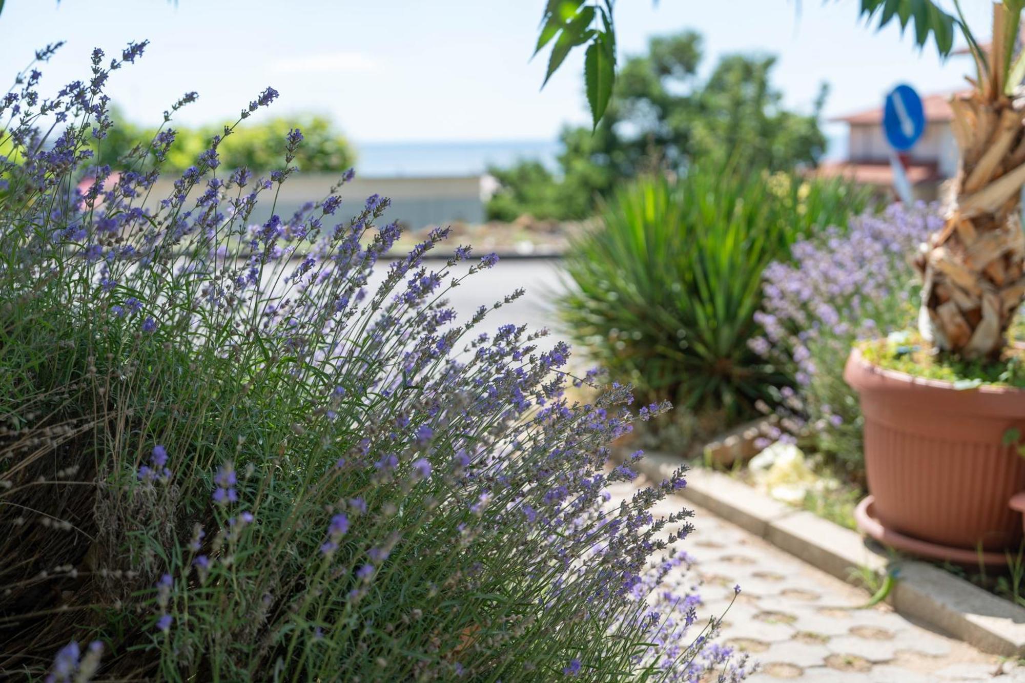 Hotel Sea Vista Święty Włas Zewnętrze zdjęcie